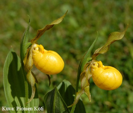Cypripedium parviflorum